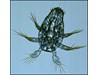 Photo of Copepoda: larval stages